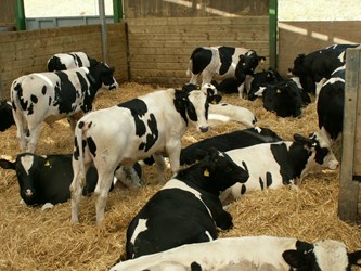 a group of cows in a pen